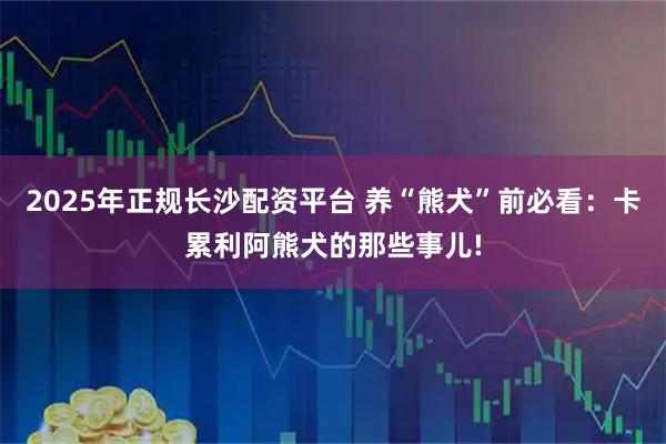 2025年正规长沙配资平台 养“熊犬”前必看：卡累利阿熊犬的那些事儿!