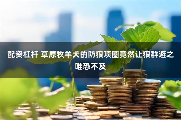 配资杠杆 草原牧羊犬的防狼项圈竟然让狼群避之唯恐不及